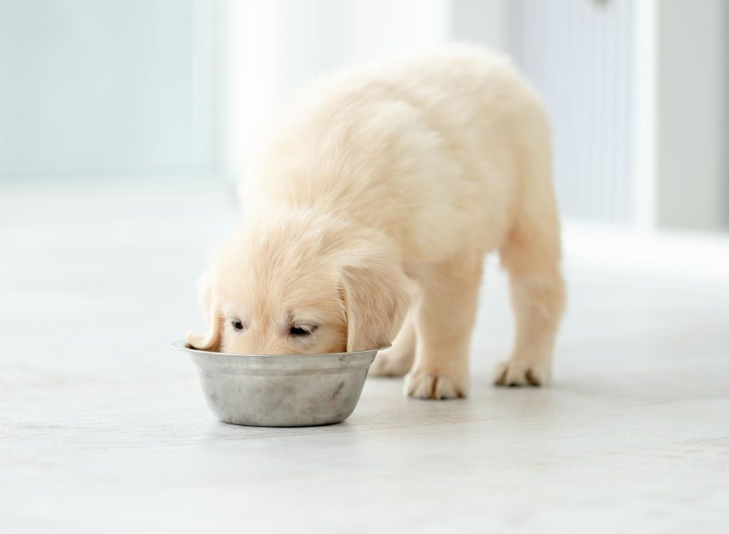 Come adottare un cane