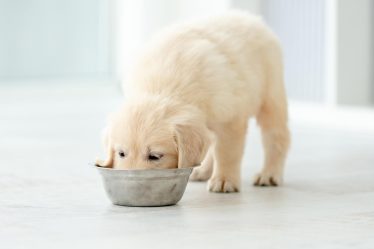 Come adottare un cane