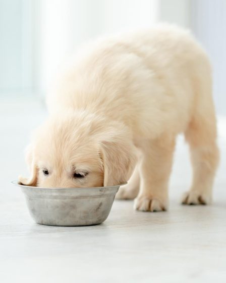 Come adottare un cane