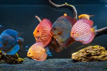 Come allestire un acquario