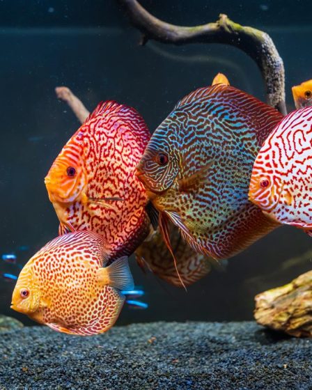 Come allestire un acquario