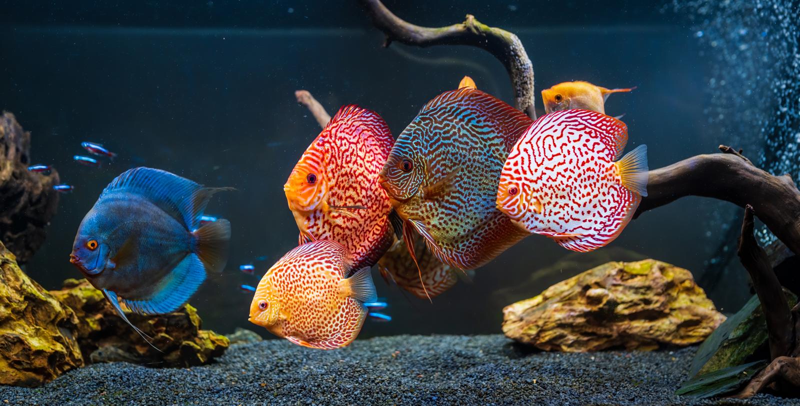 Come allestire un acquario