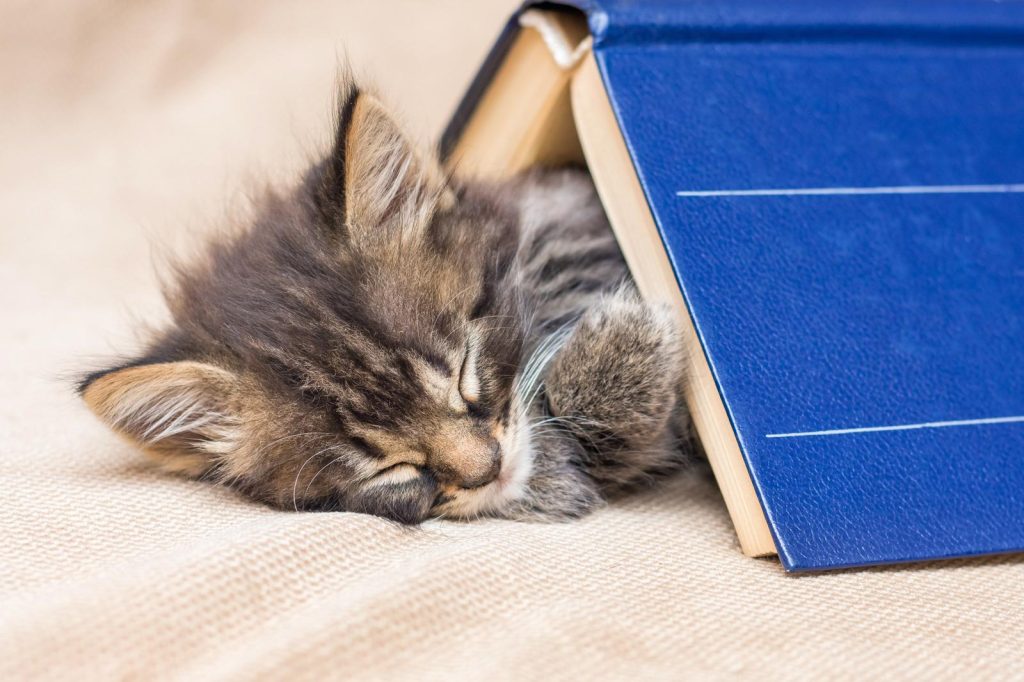 Come allontanare i gatti da casa