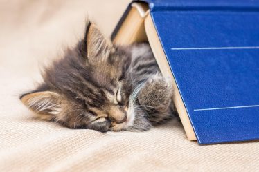 Come allontanare i gatti da casa