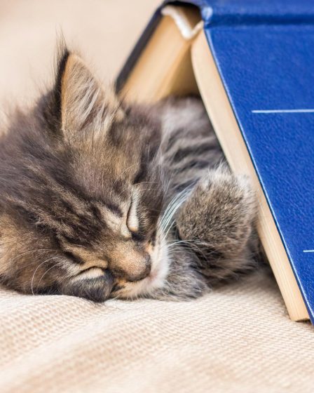 Come allontanare i gatti da casa
