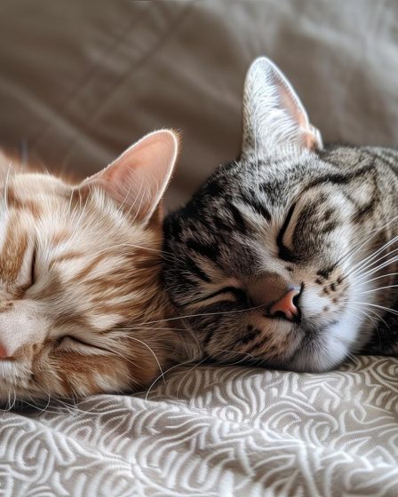 Come allontanare i gatti dalle piante