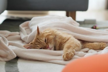 Come allontanare i gatti definitivamente