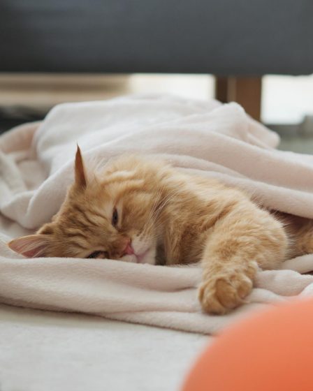 Come allontanare i gatti definitivamente