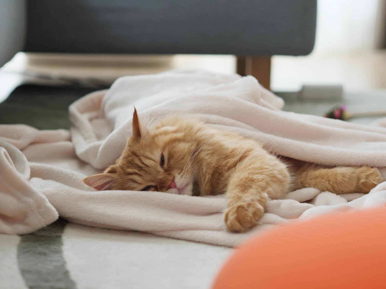 Come allontanare i gatti definitivamente