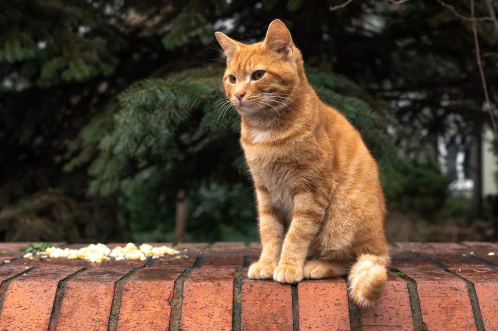 Come allontanare i gatti randagi