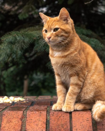 Come allontanare i gatti randagi