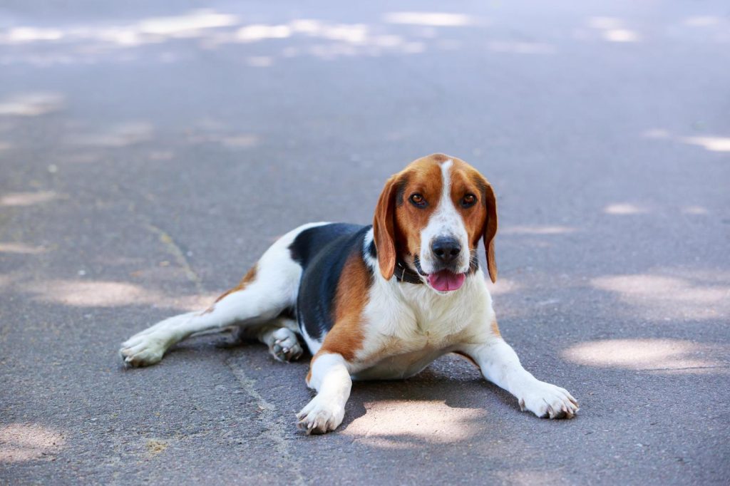 Come aprire una pensione per cani