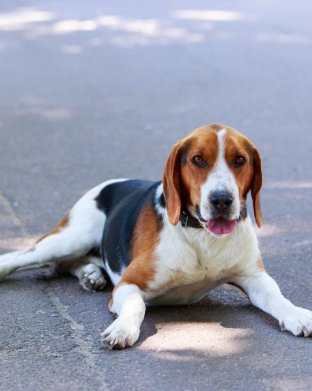 Come aprire una pensione per cani
