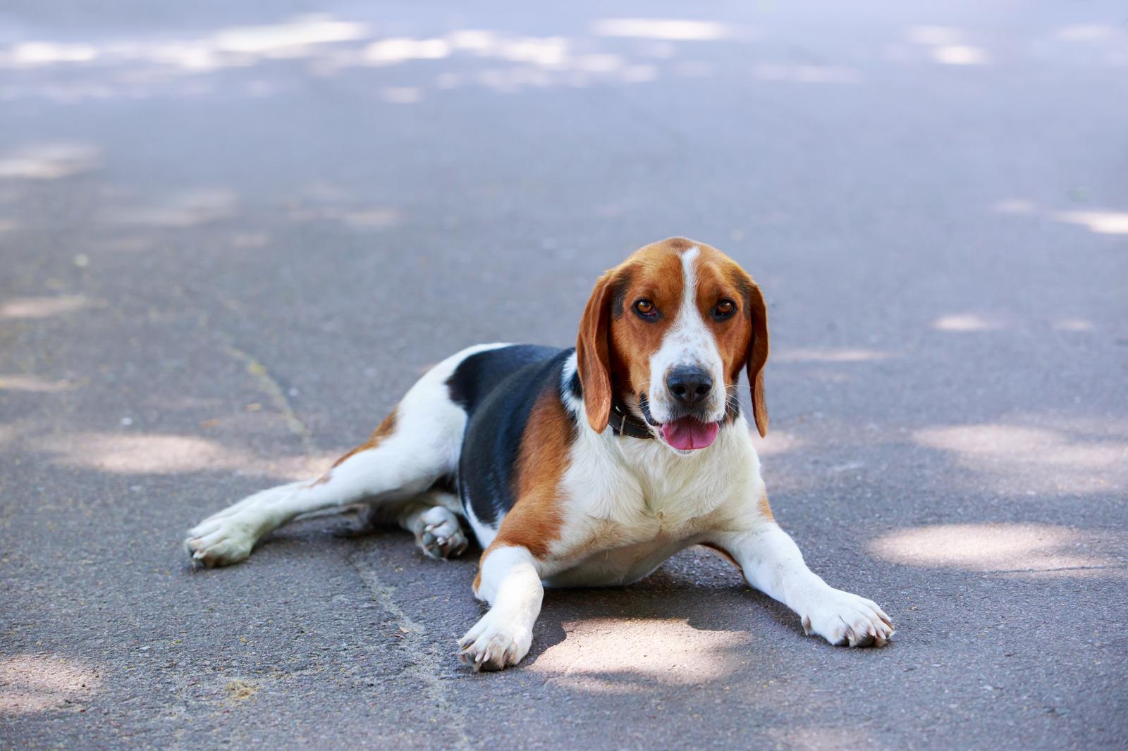 Come aprire una pensione per cani