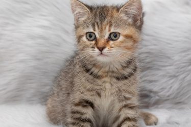 Come attirare il tuo gatto