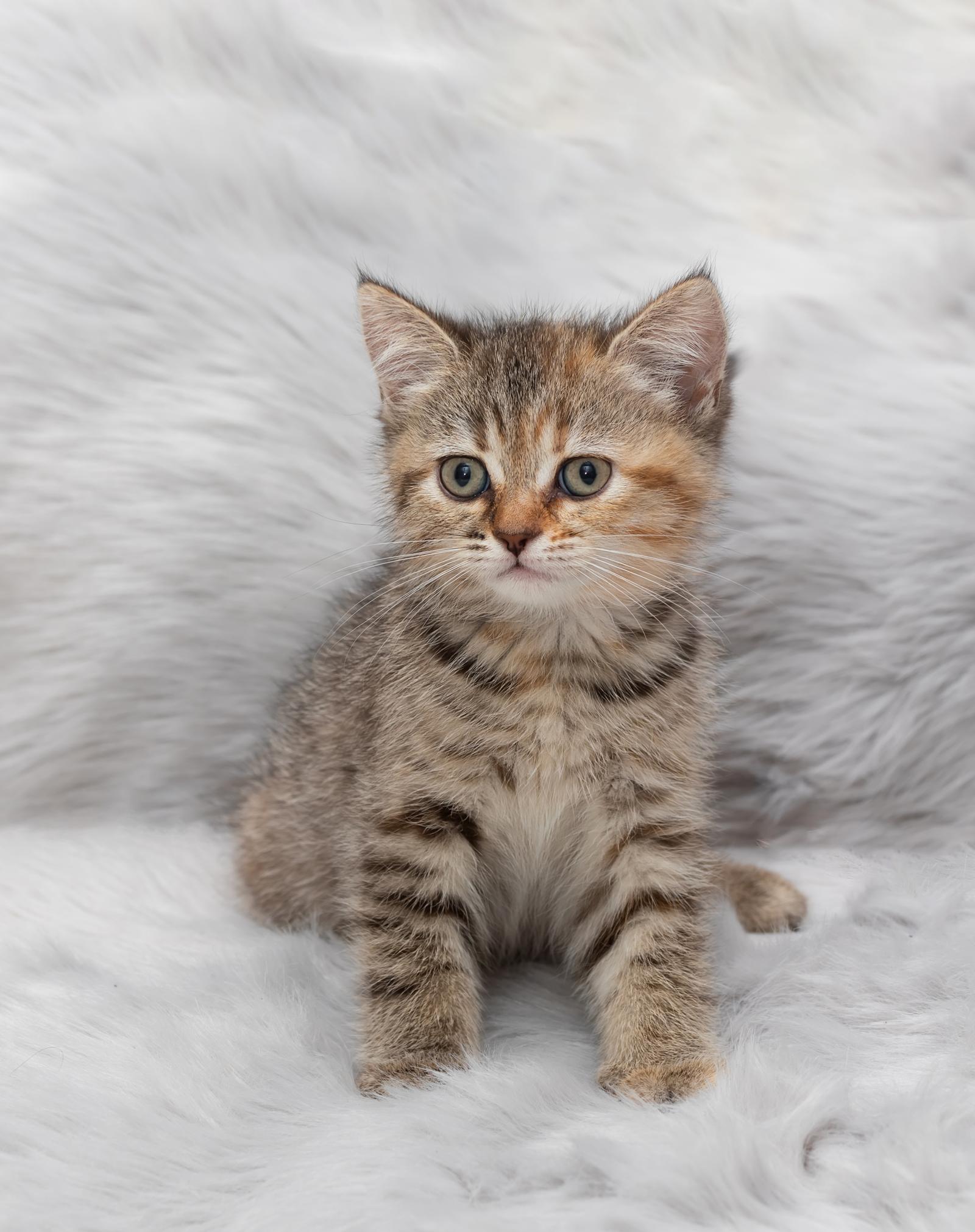 Come attirare il tuo gatto