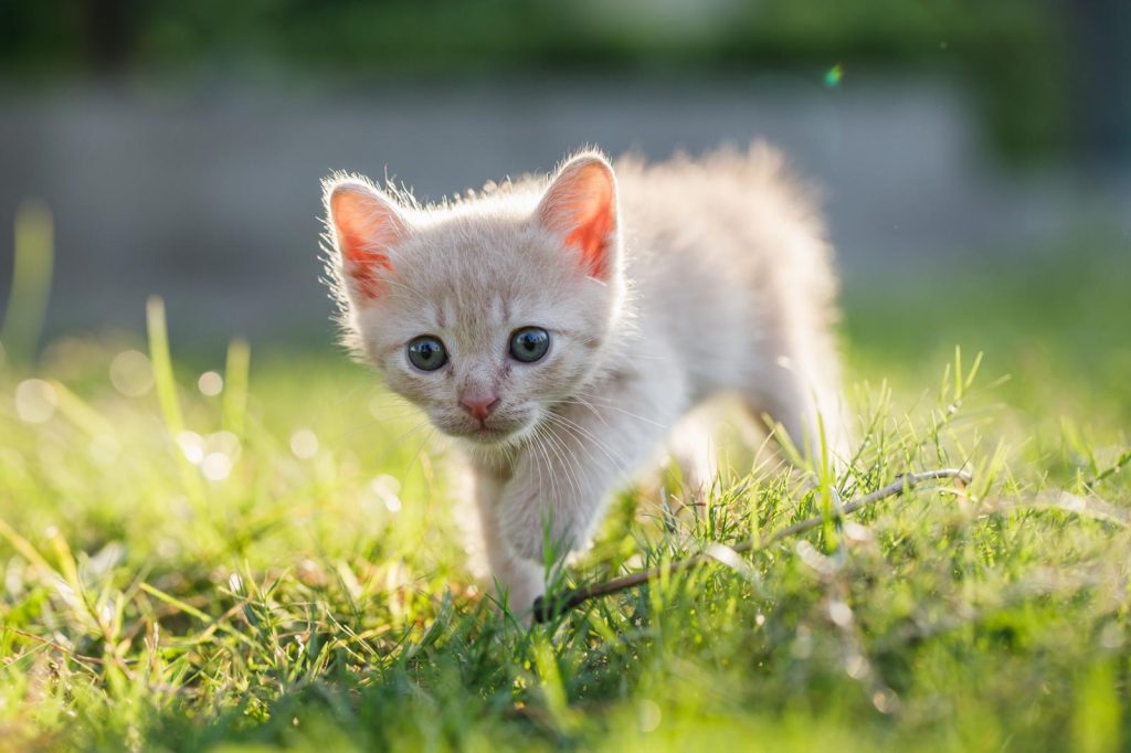 Come avvicinare un gatto