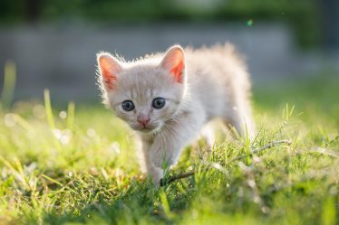 Come avvicinare un gatto