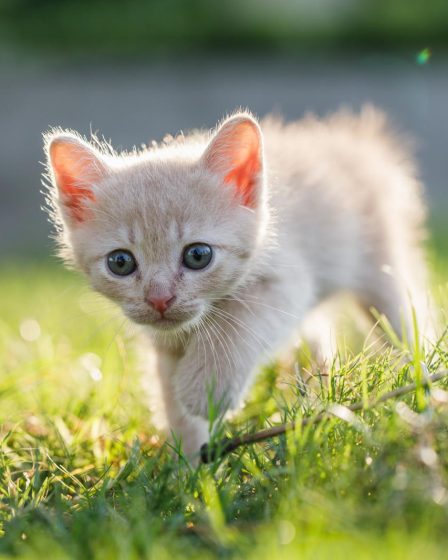 Come avvicinare un gatto