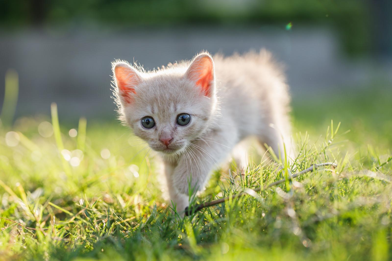 Come avvicinare un gatto
