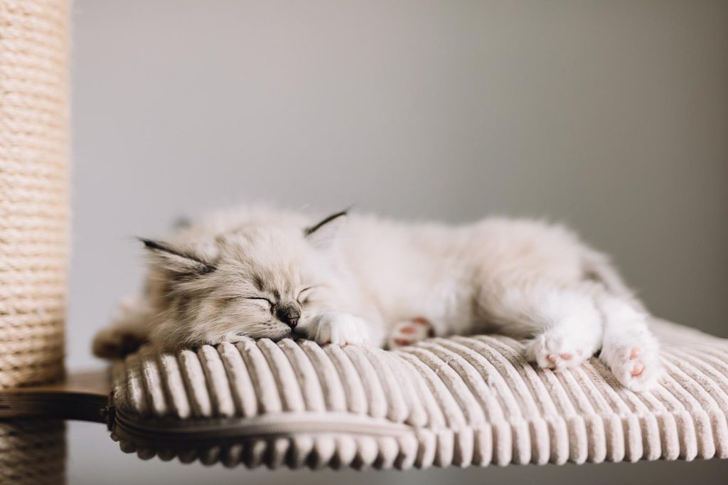 Come capire l'età di un gatto