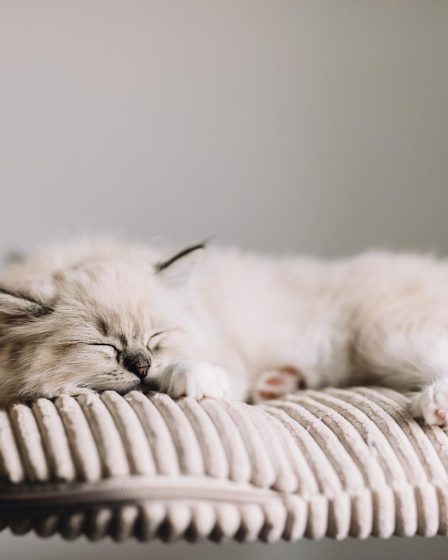 Come capire l'età di un gatto