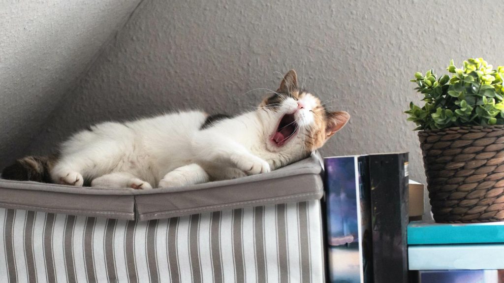 Come capire l'età di un gatto randagio