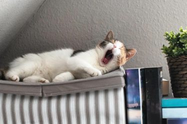 Come capire l'età di un gatto randagio