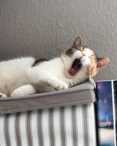 Come capire l'età di un gatto randagio