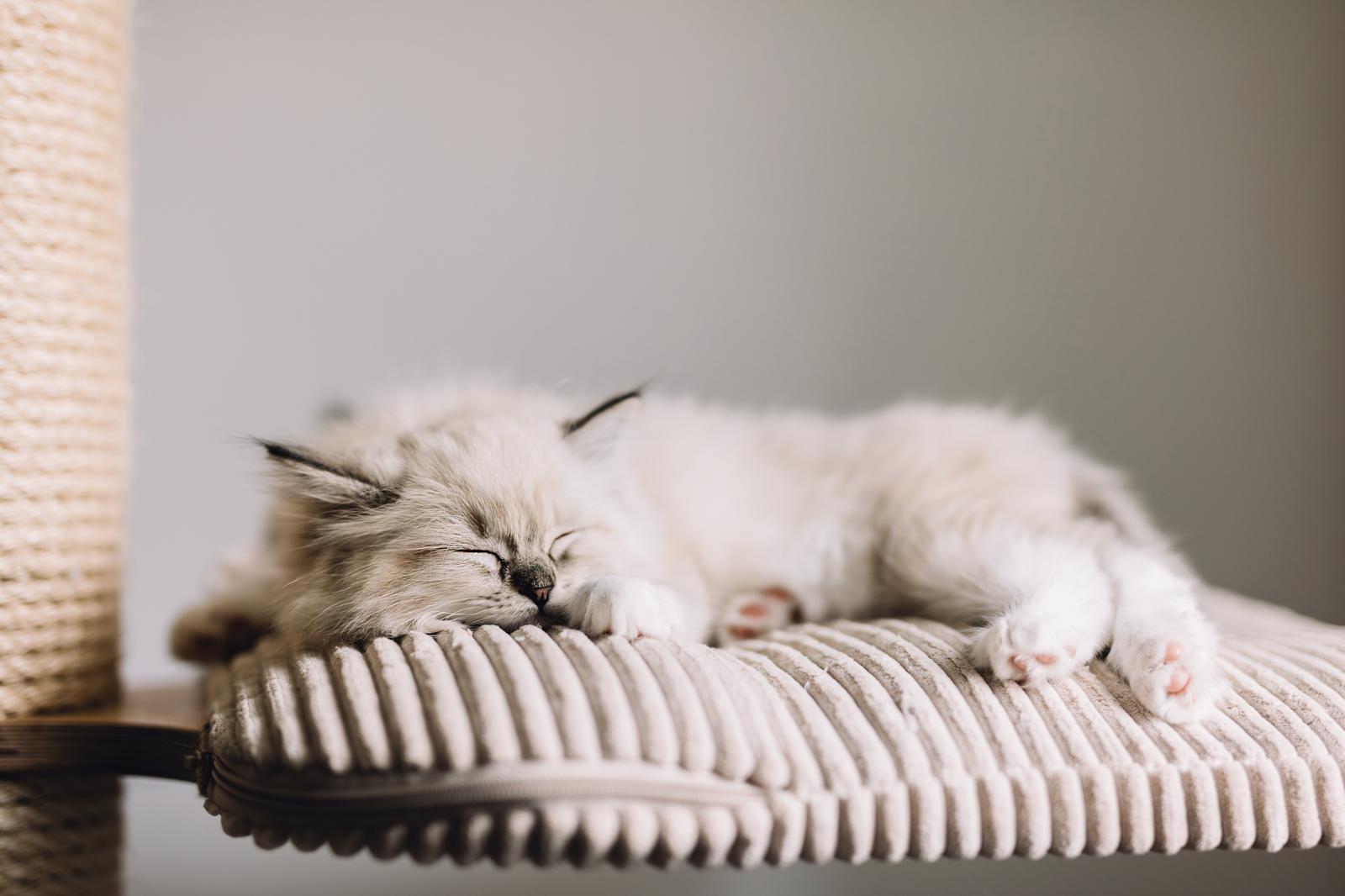 Come capire l'età di un gatto