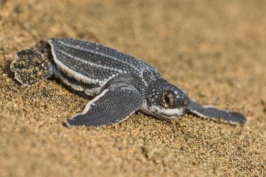 Come capire l'età di una tartaruga