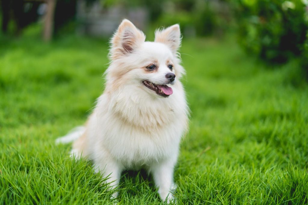 Come capire se il cane soffre di solitudine