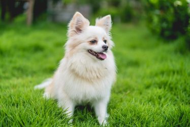 Come capire se il cane soffre di solitudine