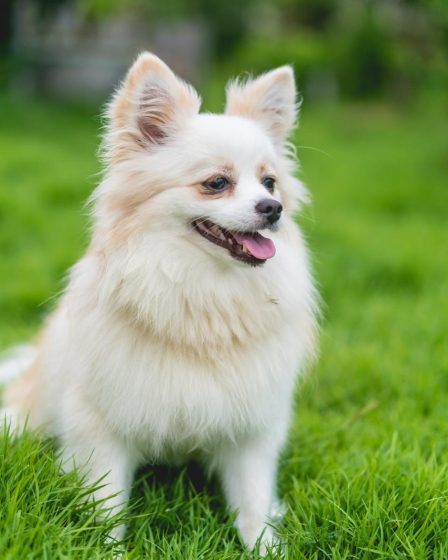 Come capire se il cane soffre di solitudine