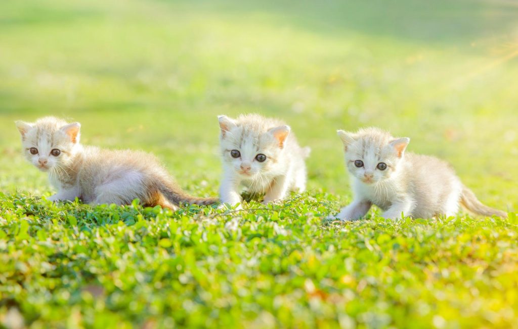 Come capire se il gatto ha la febbre