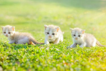 Come capire se il gatto ha la febbre