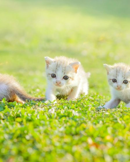 Come capire se il gatto ha la febbre
