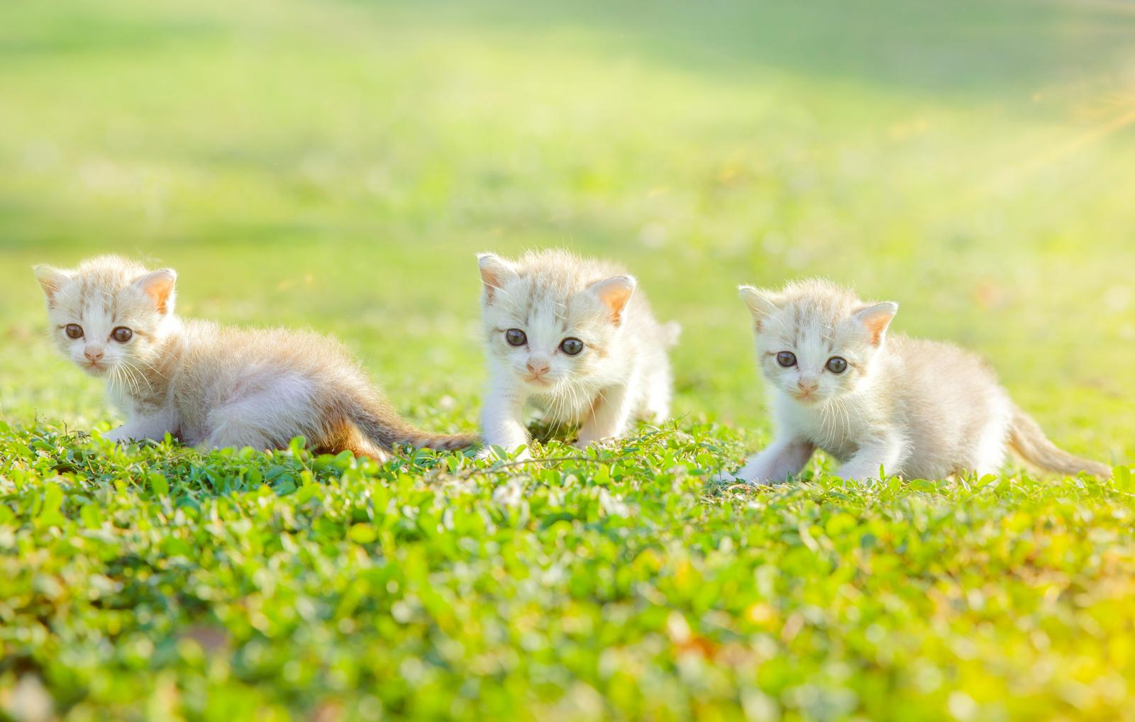 Come capire se il gatto ha la febbre