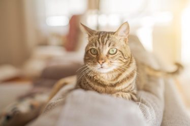 Come capire se il gatto ha mal di pancia