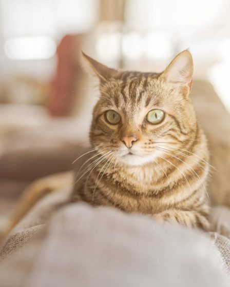 Come capire se il gatto ha mal di pancia