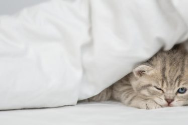 Come capire se il gatto sta male