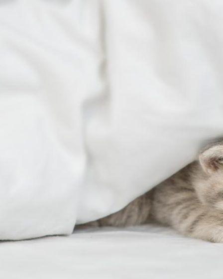 Come capire se il gatto sta male