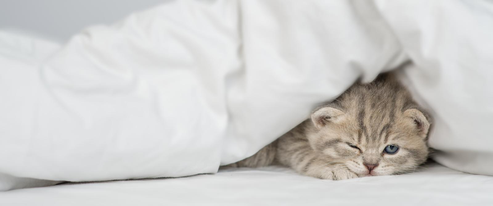 Come capire se il gatto sta male