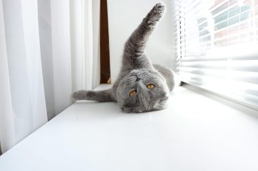 Come capire se il gatto ti ha scelto