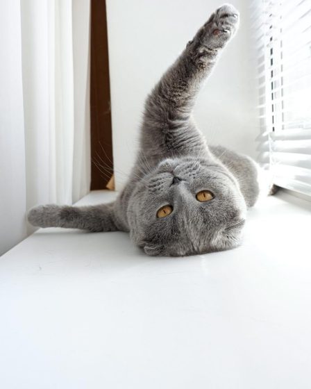 Come capire se il gatto ti ha scelto