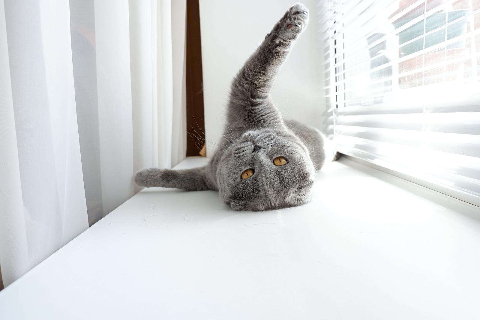 Come capire se il gatto ti ha scelto