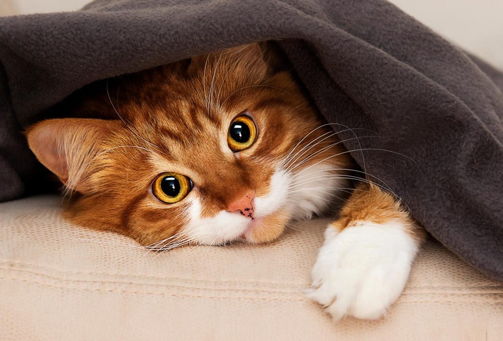Come capire se il gatto ti vuole bene
