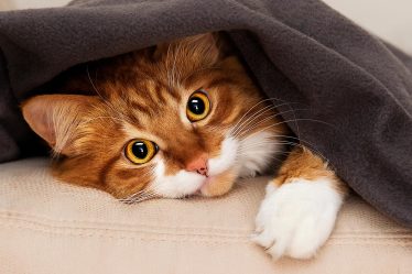 Come capire se il gatto ti vuole bene