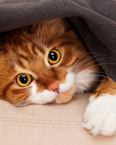 Come capire se il gatto ti vuole bene