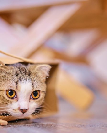 Come capire se la gatta ha finito di partorire